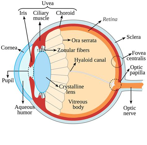 EYE .
